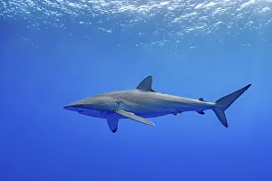 Carcharhinus Prints: Silky shark (Carcharhinus falciformis) swimming near the surface, Tubuai