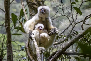 Silky sifaka (Propithecus candidus), female with baby sitting in rainforest understorey
