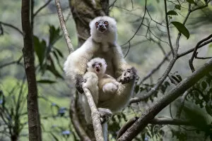 Montane Forest Collection: Silky sifaka (Propithecus candidus) female with baby sitting amongst branches in understorey
