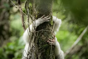 Republic Of Madagascar Prints: Silky sifaka (Propithecus candidus) climbing up a tree