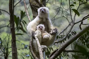 Branch Prints: Silky sifaka (Propithecus candidus) female with baby sitting amongst branches in understorey