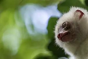 Republic Of Madagascar Prints: Silky sifaka (Propithecus candidus) head portrait