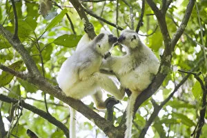 Silky sifaka (Propithecus candidus) pair in tree, Marojejy National Park, Madagascar