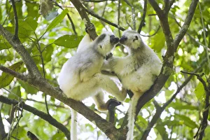 Silky sifaka (Propithecus candidus) pair in tree, Marojejy National Park, Madagascar Silky sifaka (Propithecus candidus) pair in tree, Marojejy National Park, Madagascar