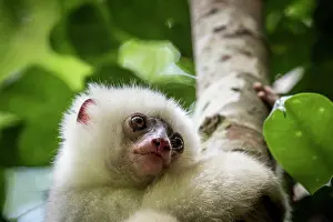 Republic Of Madagascar Prints: Silky sifaka (Propithecus candidus) portrait