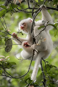 Republic Of Madagascar Prints: Silky sifaka (Propithecus candidus) sitting in a tree