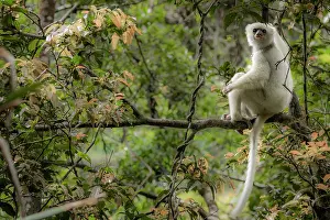 Republic Of Madagascar Prints: Silky sifaka (Propithecus candidus) sitting in a tree