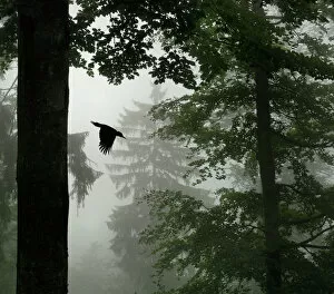 Sillhouette of Black woodpecker {Dryocopus martius} flying from nest hole in tree