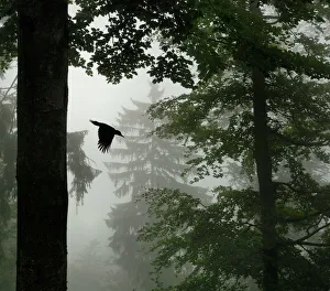 Images Dated 15th March 2010: Sillhouette of Black woodpecker {Dryocopus martius} flying from nest hole in tree