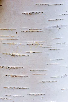 Detail of silver birch bark {Betula verrucosa}, May, Songli, Sor-Trondelag, Norway