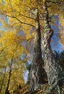 Silver Birch (Betula pendula) in autumn, Craigellachie National Nature Reserve, Speyside