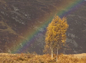 Images Dated 9th February 2012: Silver birch (Betula pendula) in autumn, with rainbow, Creag Meagaidh NNR, Scotland