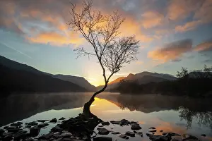 Natural Light Prints: Silver birch (Betula pendula) backlit at sunrise with Snowdon / Yr Wyddfa in background