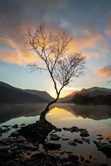 Natural Light Prints: Silver birch (Betula pendula) backlit at sunrise with Snowdon / Yr Wyddfa in background