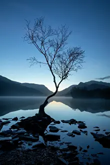 Fagales Prints: Silver birch (Betula pendula) in blue hour dawn light with Snowdon / Yr Wyddfa in background