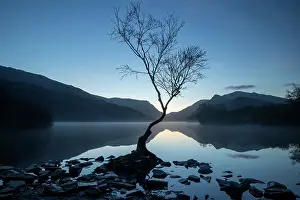 Fagales Prints: Silver birch (Betula pendula) in blue hour dawn light with Snowdon / Yr Wyddfa in background