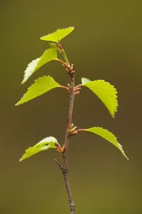 Silver birch (Betula pendula) close-up of fresh leaves in spring, Beinn Eighe NNR
