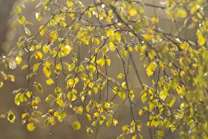 Images Dated 9th February 2012: Silver birch (Betula pendula) leaves in autumn, Glen Affric, Highland, Scotland, UK