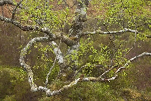 2020VISION 2 Gallery: Silver birch (Betula pendula) in spring. Beinn Eighe National Nature Reserve. Scotland