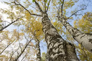 Images Dated 27th October 2015: Silver Birch (Betula pendula) trees in autumn colour, Craigellachie National Nature Reserve