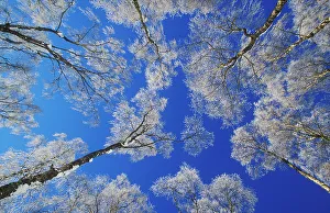 Cold Weather Prints: Silver birch (Betula pendula) trees coated in hoar frost in winter