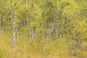 Silver birch (Betula pendula) trees in early autumn, Craigellachie National Nature Reserve