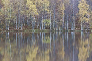 Silver birch (Betula pendula) trees with reflections in autumn, Loch Pityoulish, Cairngorms NP