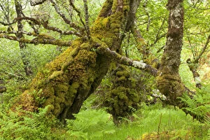 Ancient Gallery: Silver birch (Betula pendula) with trunk covered in moss in natural woodland, Beinn Eighe NNR