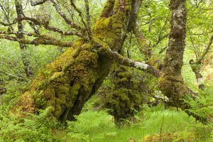 Silver birch (Betula pendula) with trunk covered in moss in natural woodland, Beinn Eighe NNR