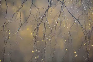 Images Dated 9th February 2012: Silver birch (Betula pendula) twigs in autumn, with droplets of moisture, Craigellachie NNR