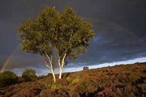 Silver Birch {Betula pendula / verrucosa} on heather moorland with stormy sky and rainbow