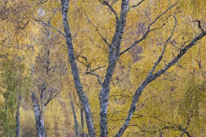 Silver birch (Betula pendula) woodland in autumn, Craigellachie NNR, Cairngorms National Park