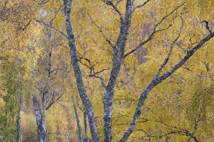 Images Dated 26th October 2012: Silver birch (Betula pendula) woodland in autumn, Craigellachie NNR, Cairngorms National Park