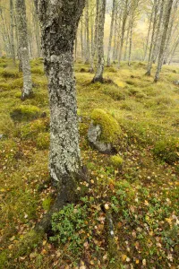 Images Dated 9th February 2012: Silver birch (Betula pendula) woodland in autumn, Glen Affric, Highland, Scotland