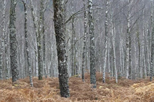 Ancient Gallery: Silver birch (Betula pendula) woodland in autumn, Glen Moriston, Scotland, UK, October