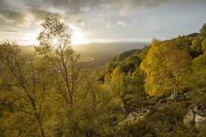 Silver birch (Betula pendula) woodland in early autumn, Craigellachie National Nature Reserve