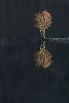 Silver Birch (Betula verrucosa) reflected in Loch Beinn a Mheadhoin