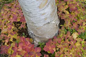 Silver birch (Betula verrucosa) trunk in sea of Eurasian dwarf cornel (Cornus suecica)