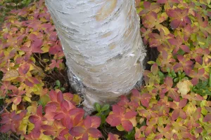 Boreal Prints: Silver birch (Betula verrucosa) trunk in sea of Eurasian dwarf cornel (Cornus suecica)