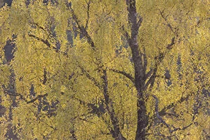 Silver birch trees {Betula pendula} in autumn, Glen Strathfarrar NNR, Scotland, UK