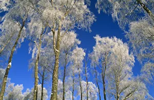 Trunks Prints: Silver birch trees coated in hoar frost {Betula verrucosa} Strathspey, Scotland, UK