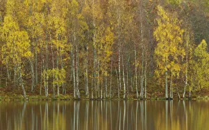 Silver birches (Betula pendula) reflected in Loch Pityoulish in autumn, Cairngorms National Park