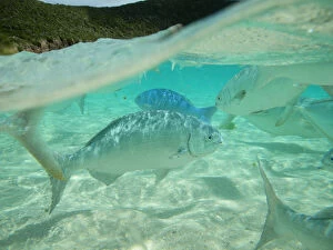 Images Dated 26th October 2012: Silver Drummer (Kyphosus sydneyanus) fish off the coast of Neds Beach, Lord Howe island