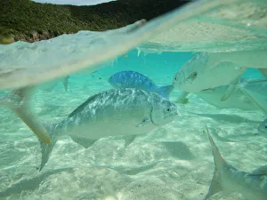 Silver Drummer (Kyphosus sydneyanus) fish off the coast of Neds Beach, Lord Howe island