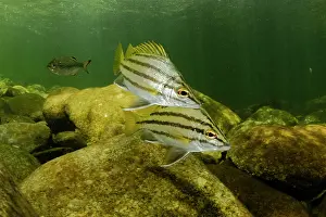 Creeks Prints: Two Silver grunters (Mesopristes argenteus) juveniles