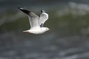 Seagulls Prints: Silver gull (Chroicocephalus novaehollandiae) in flight