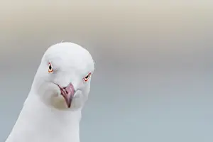 Seagulls Prints: Silver gull (Chroicocephalus novaehollandiae) head portrait