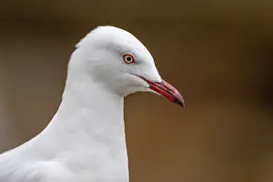 Seagulls Prints: Silver gull (Chroicocephalus novaehollandiae) head portrait