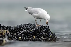 Seagulls Prints: Silver gull (Chroicocephalus novaehollandiae) juvenile