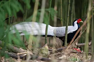 Sichuan Prints: Silver pheasant (Lophura nycthemera) male